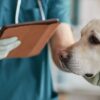 L'importanza dell'anamnesi veterinaria