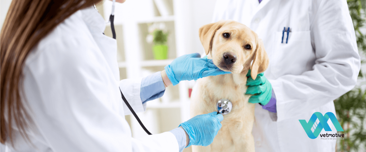 Ottobre, mese della Leishmania – Ecco perché fare un test per la valutazione qualitativa dell’anticorpo della Leishmania nel sangue del cane